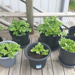 Grow potatoes in pots