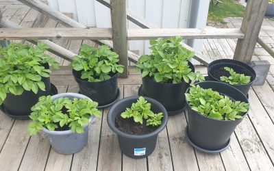 Grow potatoes in pots