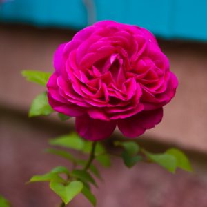 Pink rose