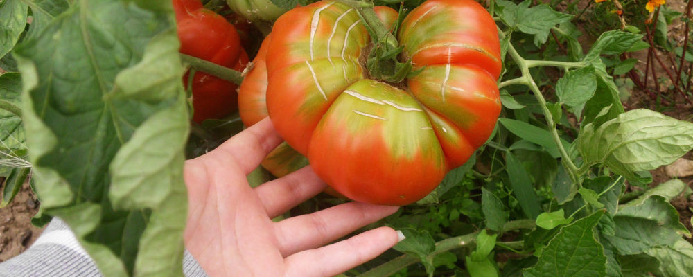 Hol das Beste aus deinen Tomatenpflanzen raus