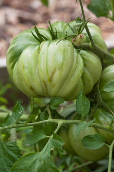 Hol das Beste aus deinen Tomatenpflanzen raus