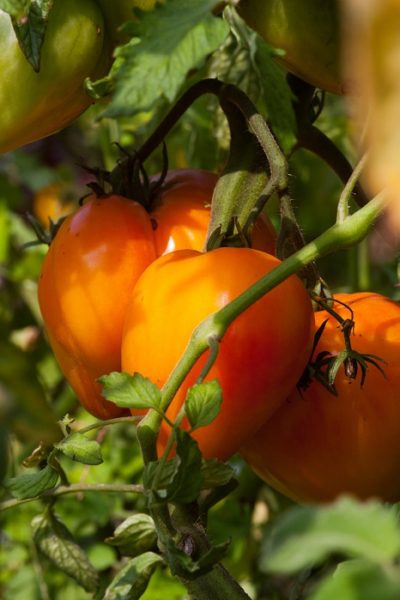 Hol das Beste aus deinen Tomatenpflanzen raus