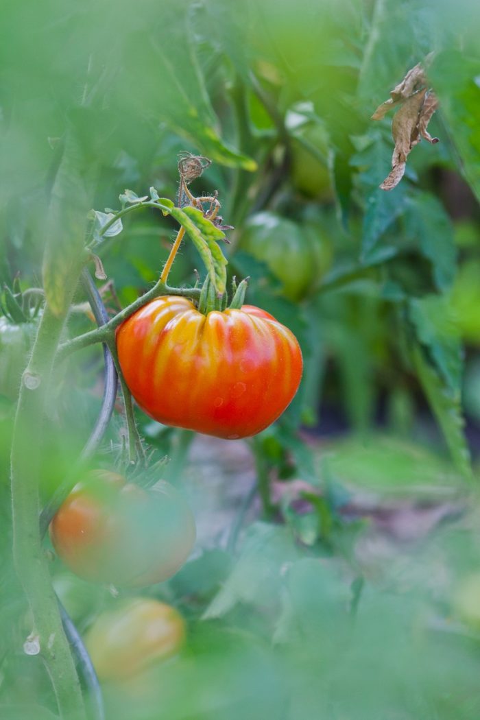 Hol das Beste aus deinen Tomatenpflanzen raus