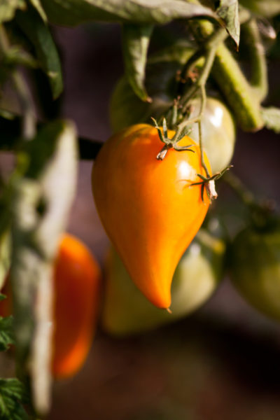 Hol das Beste aus deinen Tomatenpflanzen raus