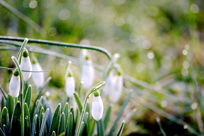 Schneeglöckchen