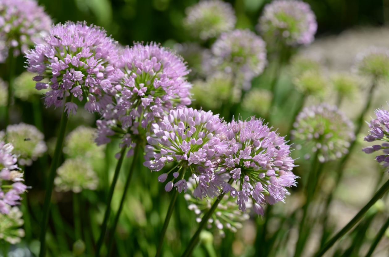 Perenn Allium "Millenium’