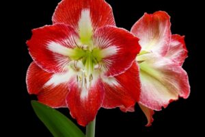 Amaryllis