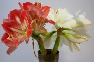 Amaryllis