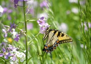 Phlox