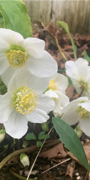 Winter Garden bloom