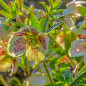 Hellebore