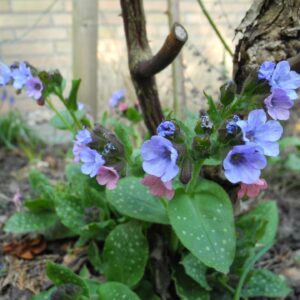 Pulmonaria