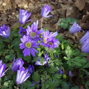 anemone blanda