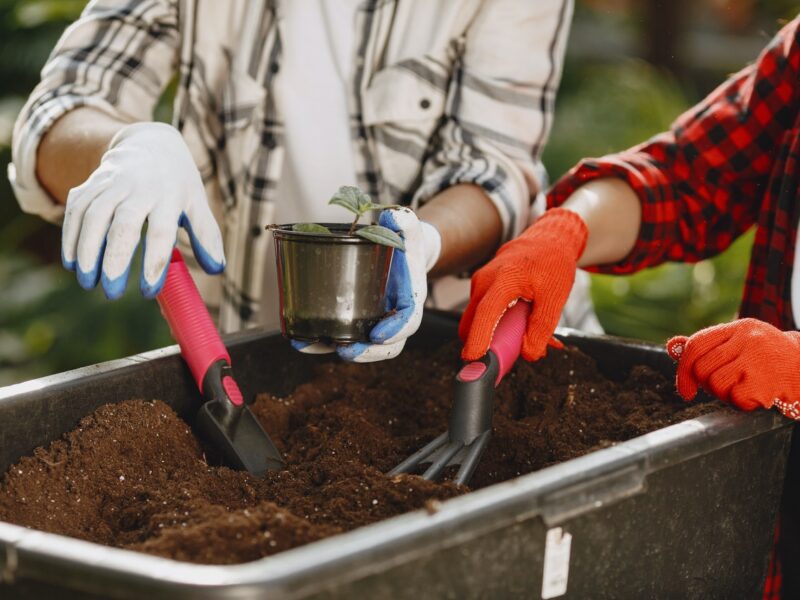 coffe ground in your garden