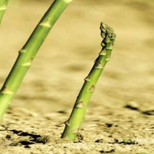 Asparagus