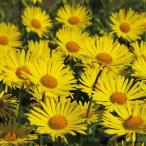 Doronicum