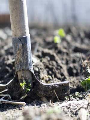 Gardening in March