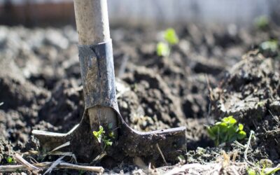 Gardening in March