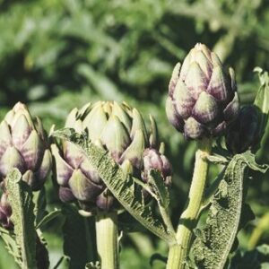 Globe artichokes