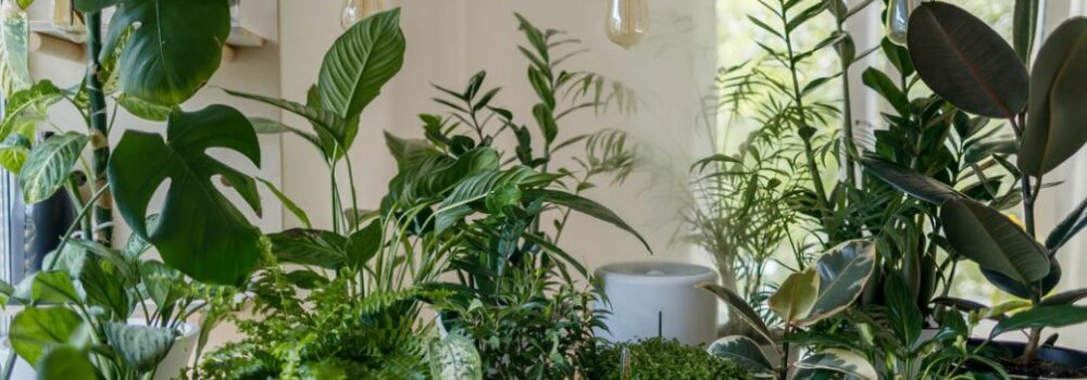 Indoor plants