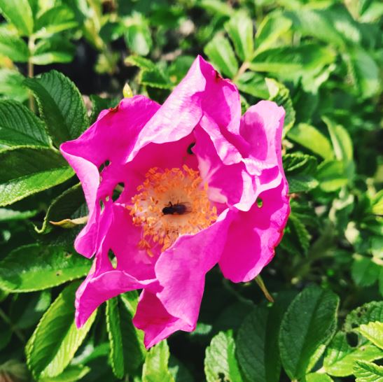 Gynna trädgårdens pollinerare