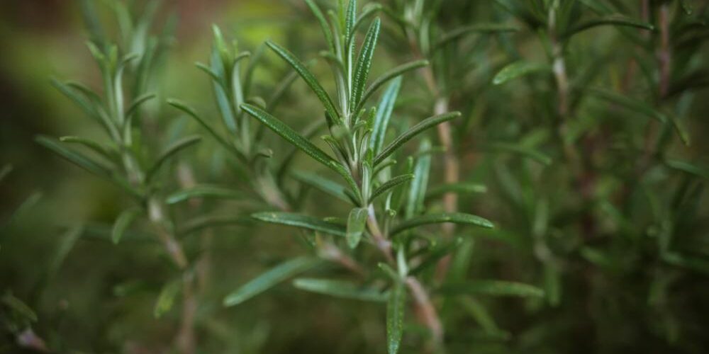 Rosemary