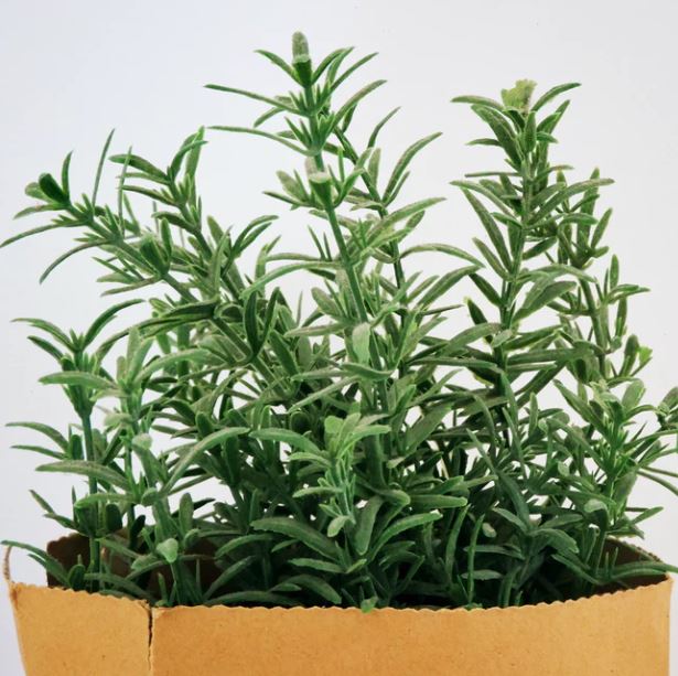 Rosemary