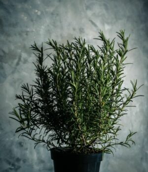 Rosemary plant