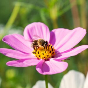 Rosenskära (Cosmos)