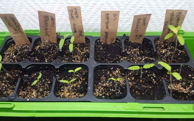 Små tomatplantor Tomatsådd