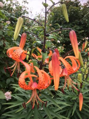 tiger lilies