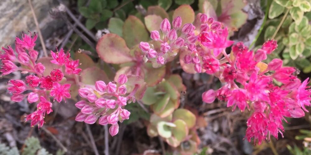 Sedums