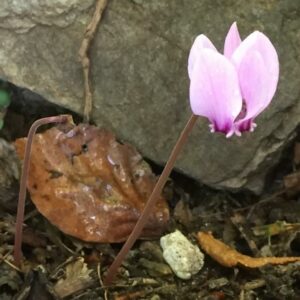 cyclamen