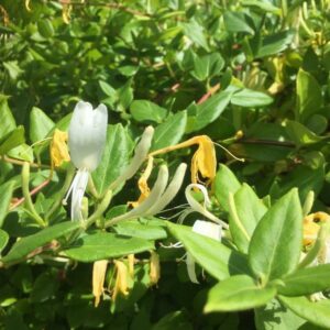 honeysuckle