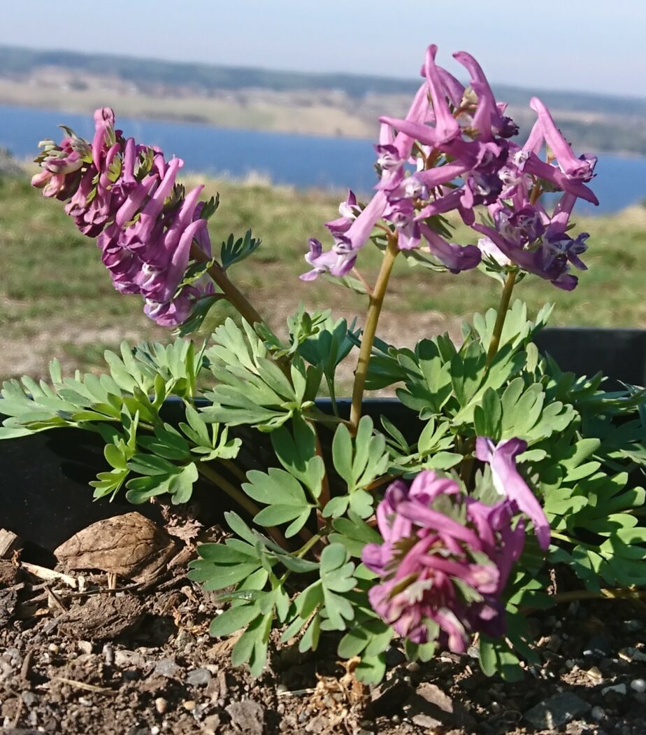 Blommande nunneört, mars i norr