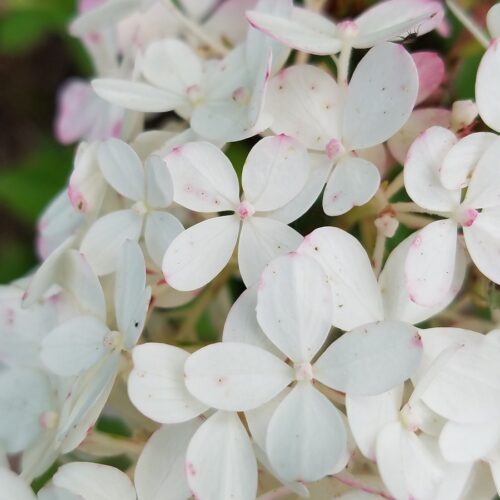 Hydrangea paniculata