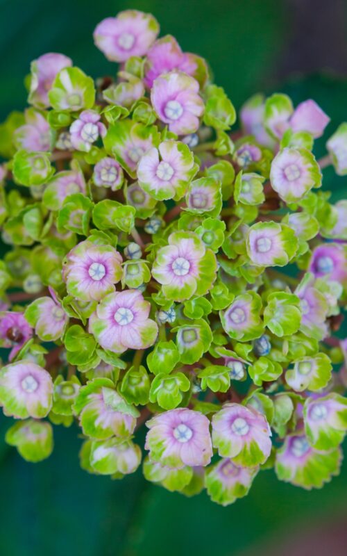 hydrangea macrophylla