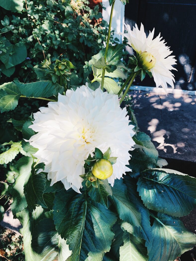 Vit Dahlia trädgårdens primadonna