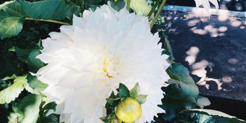 Vit Dahlia trädgårdens primadonna