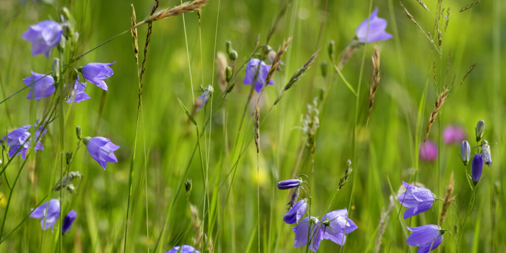 Liten Blåklocka, Sveriges Nationalblomma