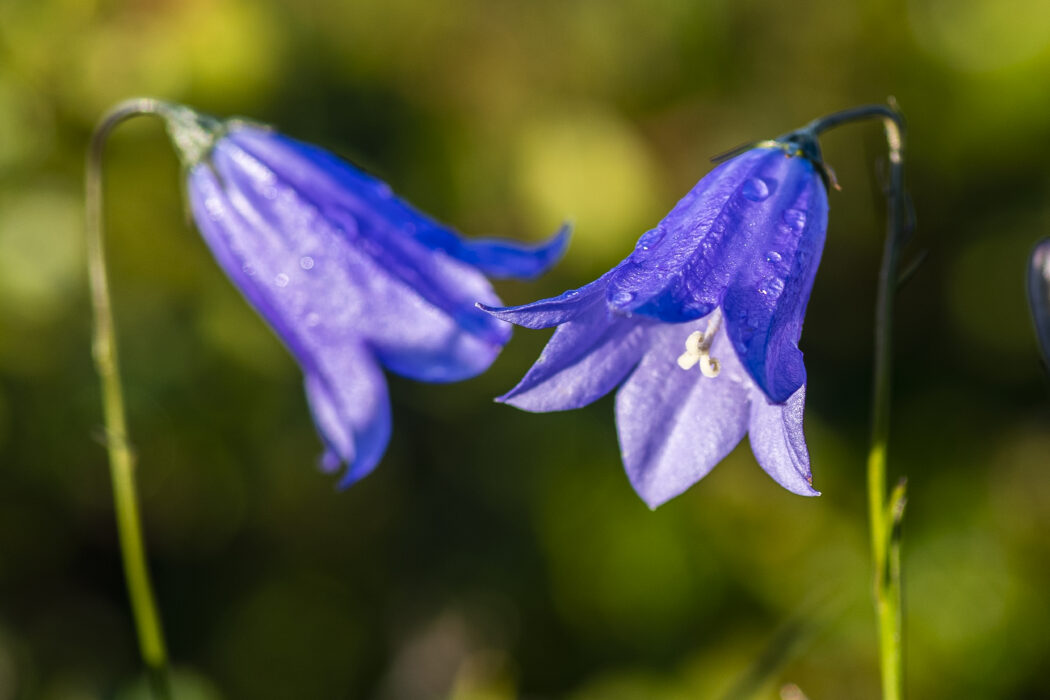 Sveriges Nationalblomma, liten blåklocka