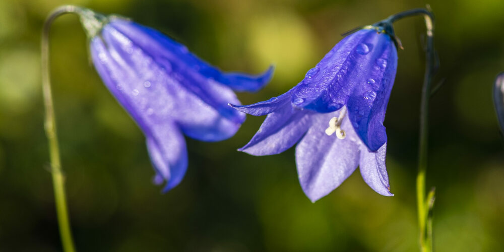 Sveriges Nationalblomma, liten blåklocka