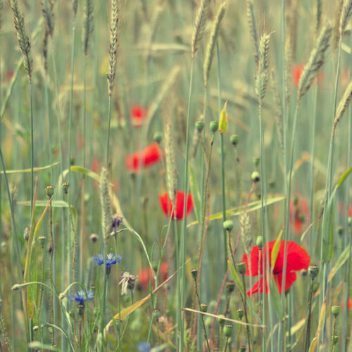 Wildblumenwiese (15)