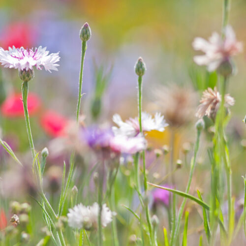 Wildblumenwiese (4)