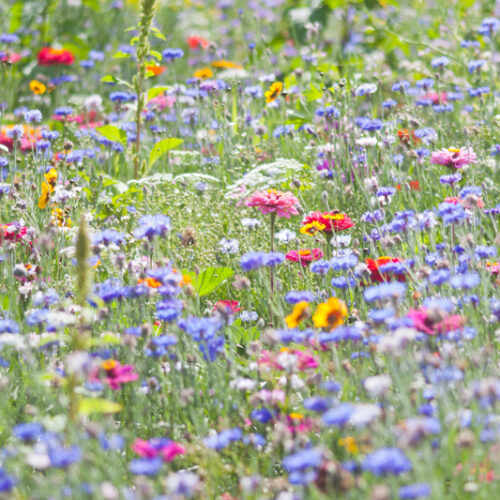 Wildblumenwiese