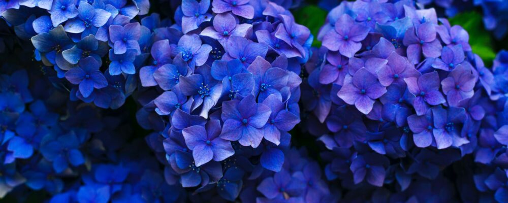 hydrangea macrophylla