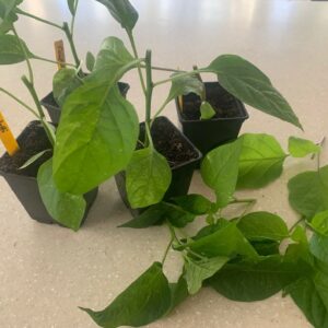 paprika paprika