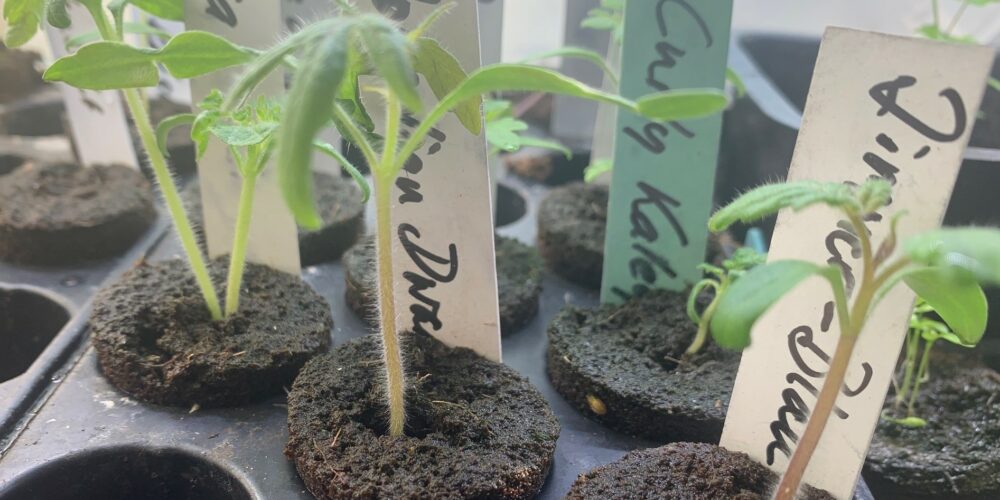 tomater Små tomatplantor