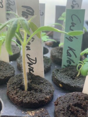 tomater Små tomatplantor