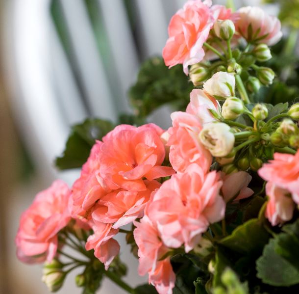 Årets Pelargon 2021 'Astrid'